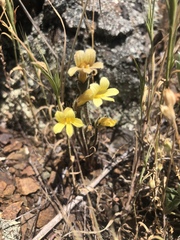 Aphyllon franciscanum