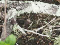 Halmenus choristopterus