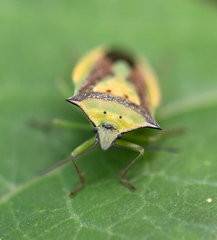 Veterna nigromarginata