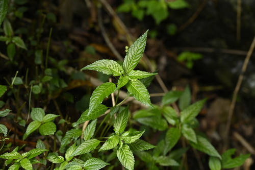Image of Mercurialis leiocarpa by (c) 曾昱承 Yu-Cheng Zeng, some rights reserved (CC BY)