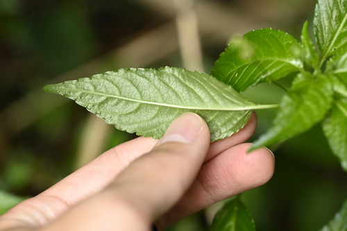 Image of Mercurialis leiocarpa by (c) 曾昱承 Yu-Cheng Zeng, some rights reserved (CC BY)