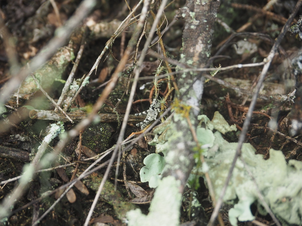 Halmenus choristopterus