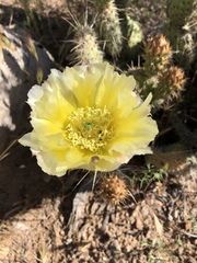 Opuntia diploursina