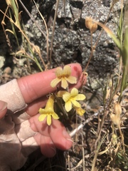 Aphyllon franciscanum