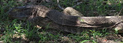 Varanus albigularis