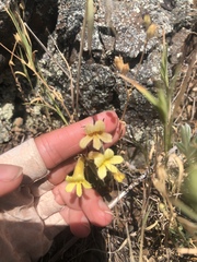 Aphyllon franciscanum