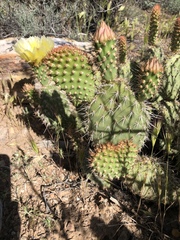 Opuntia diploursina