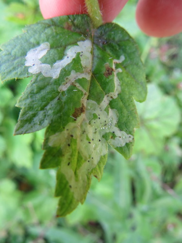 Phytomyza mimuli