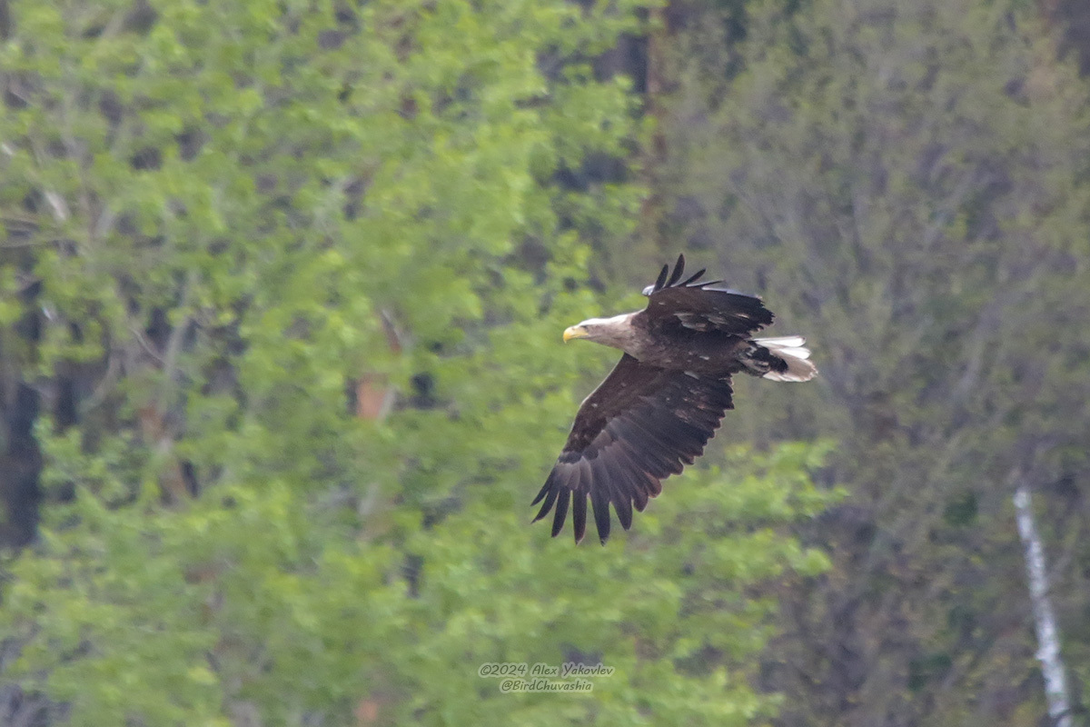 iNaturalist.org. А. Яковлев, Козловский р-н Чувашия, май 2024