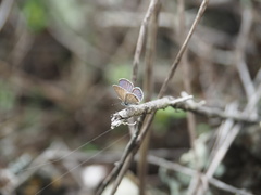 Hemiargus ramon