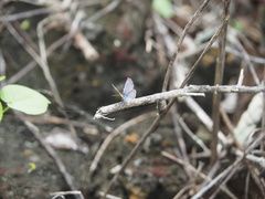 Hemiargus ramon