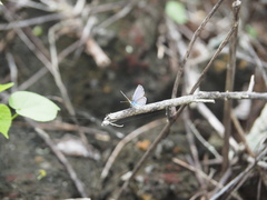 Hemiargus ramon