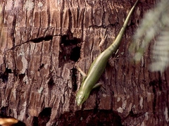 Lamprolepis smaragdina