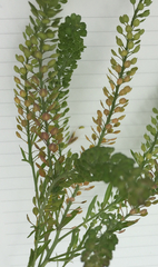 Lepidium austrinum