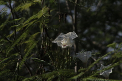 Ipomoea populina