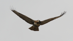 Buteo jamaicensis