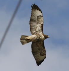 Buteo jamaicensis