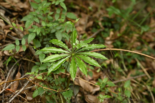 Image of Arisaema taiwanense by (c) 曾昱承 Yu-Cheng Zeng, some rights reserved (CC BY)