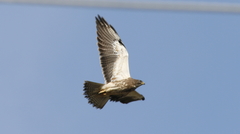 Buteo swainsoni