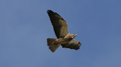 Buteo swainsoni
