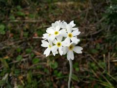 Primula magellanica