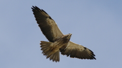 Buteo swainsoni