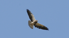 Buteo swainsoni