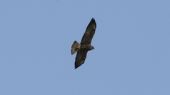 Buteo swainsoni