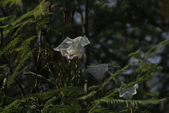 Ipomoea populina