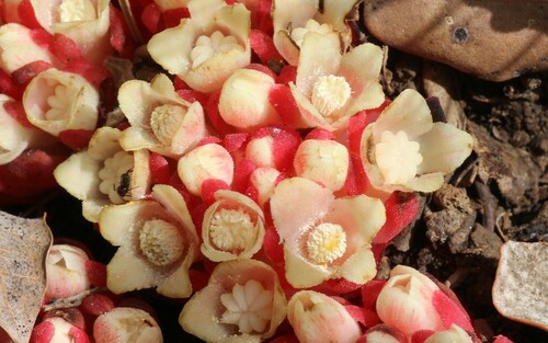 Cytinus ruber (Cytinus ruber)