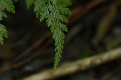 Onychium lucidum, photograph (c) 曾昱承 Yu-Cheng Zeng, some rights reserved (CC BY)