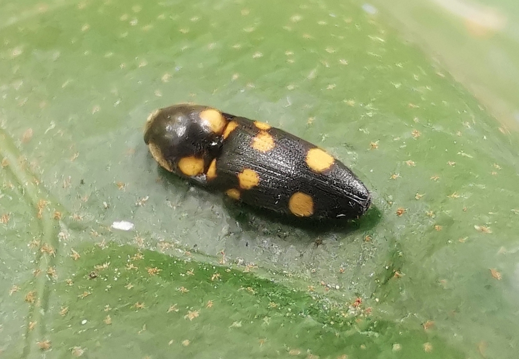 Gamepenthes