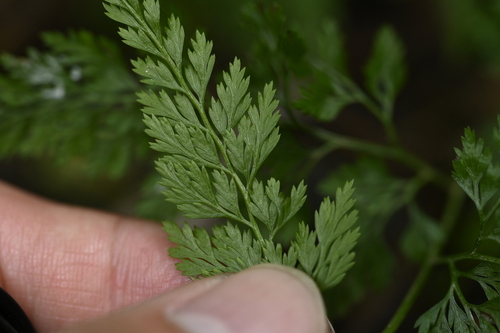 Onychium lucidum