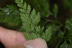 Onychium lucidum