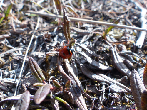 Transverse Lady Beetle photo 4