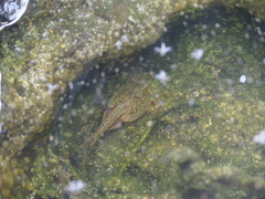 Triops longicaudatus
