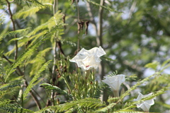 Ipomoea populina