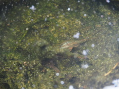 Triops longicaudatus