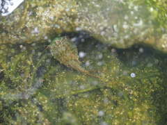Triops longicaudatus