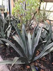 Agave mapisaga