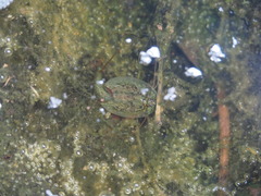Triops longicaudatus