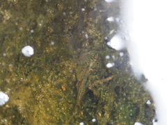 Triops longicaudatus