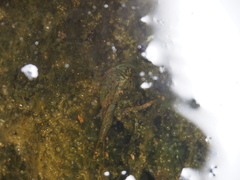 Triops longicaudatus