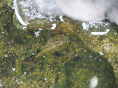 Triops longicaudatus