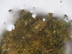 Triops longicaudatus