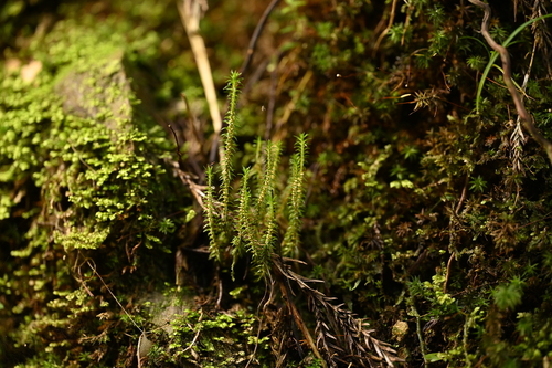 Image of Huperzia somae by (c) 曾昱承 Yu-Cheng Zeng, some rights reserved (CC BY)