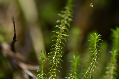 Image of Huperzia somae by (c) 曾昱承 Yu-Cheng Zeng, some rights reserved (CC BY)