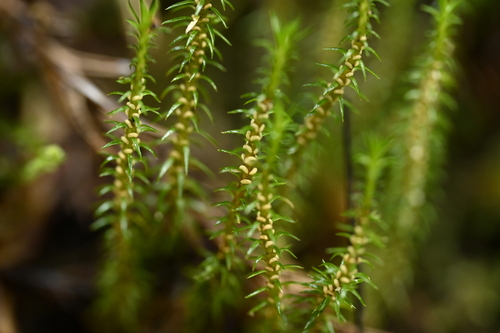 Image of Huperzia somae by (c) 曾昱承 Yu-Cheng Zeng, some rights reserved (CC BY)