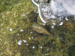 Triops longicaudatus
