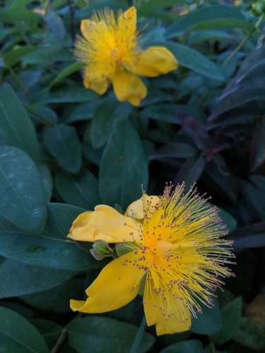 Velecvjetna pljuskavica (Hypericum calycinum)